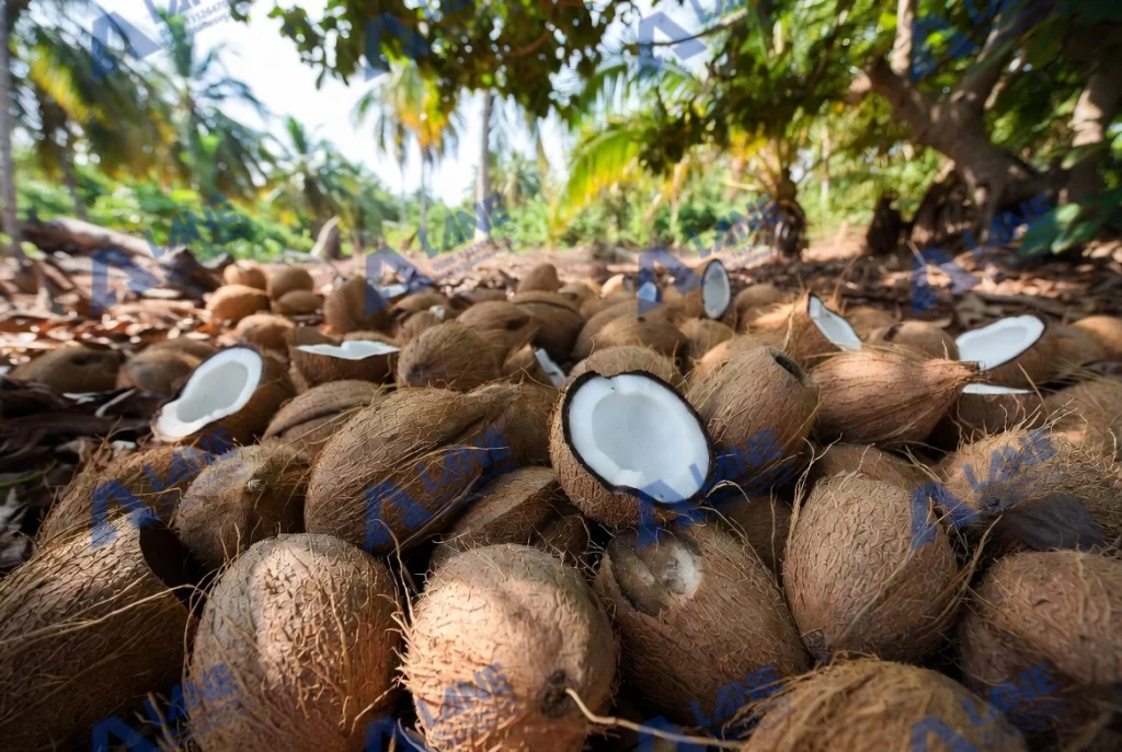 إنتاج وتطبيق علف قشور جوز الهند