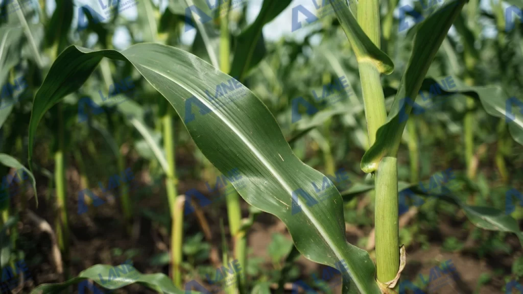 تقنية معالجة سيقان الذرة للأعلاف