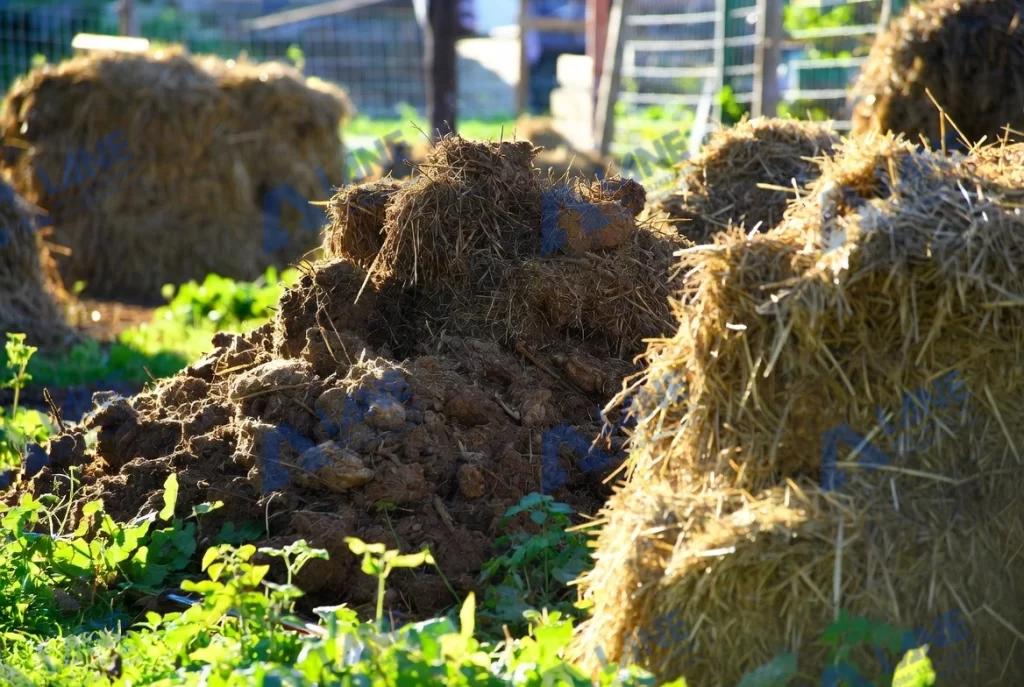 كيفية معالجة روث الخنازير