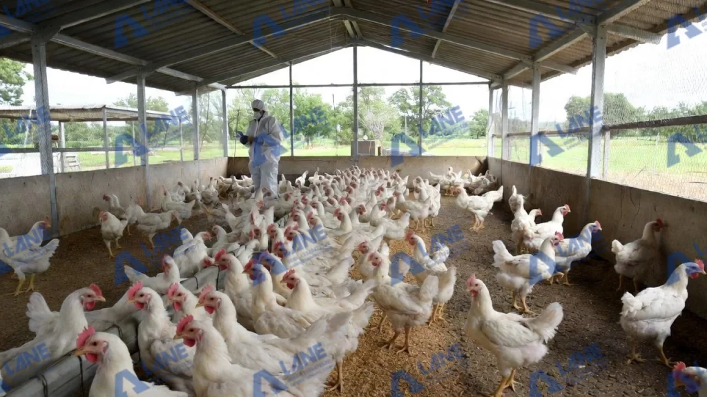 عملية معالجة روث الدجاج غير الضارة