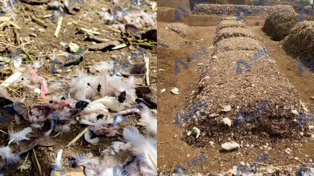آلة تحويل روث الدواجن إلى سماد في نيجيريا